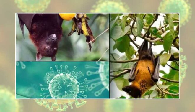 Nipah-virus