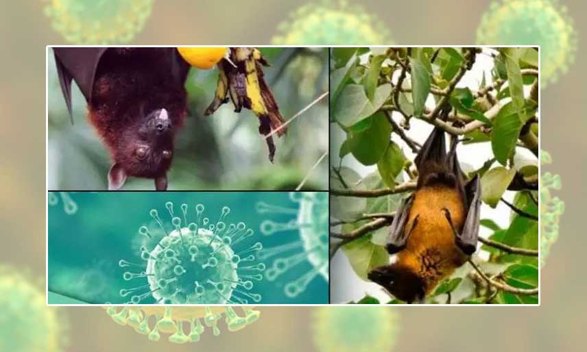 Nipah-virus