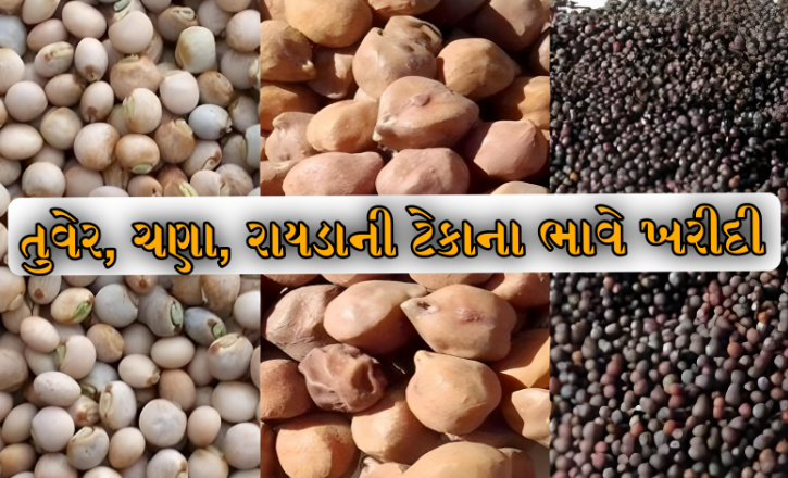 તુવેર-ચણા-અને-રાયડાની-ટેકાના-ભાવે-ખરીદી