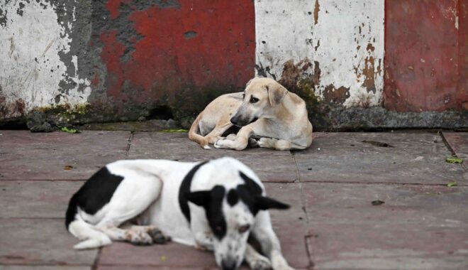 DOGS LOVER